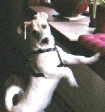 Jack Parson Russell terrier